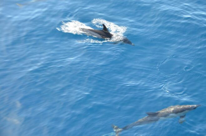 From Morro Jable: Dolphin and Whale Watching by Speedboat - Boat Trip Details