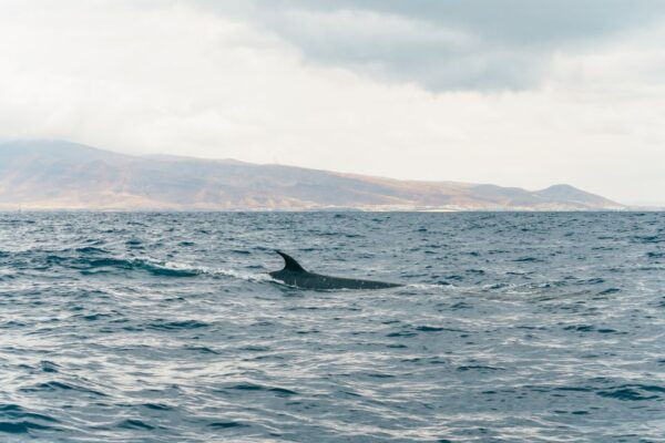 From Morro Jable: Dolphin and Whale Watching by Speedboat - Additional Information