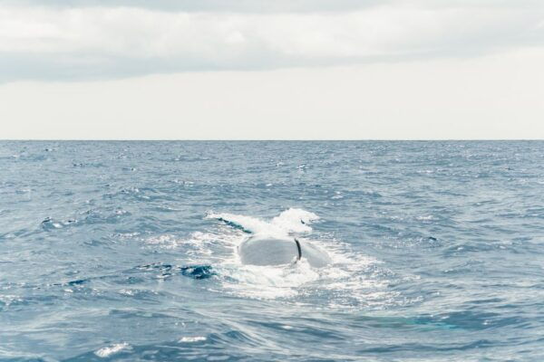 From Morro Jable: Dolphin and Whale Watching by Speedboat - Common Questions