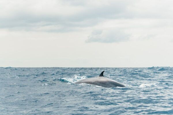 From Morro Jable: Dolphin and Whale Watching by Speedboat - The Sum Up