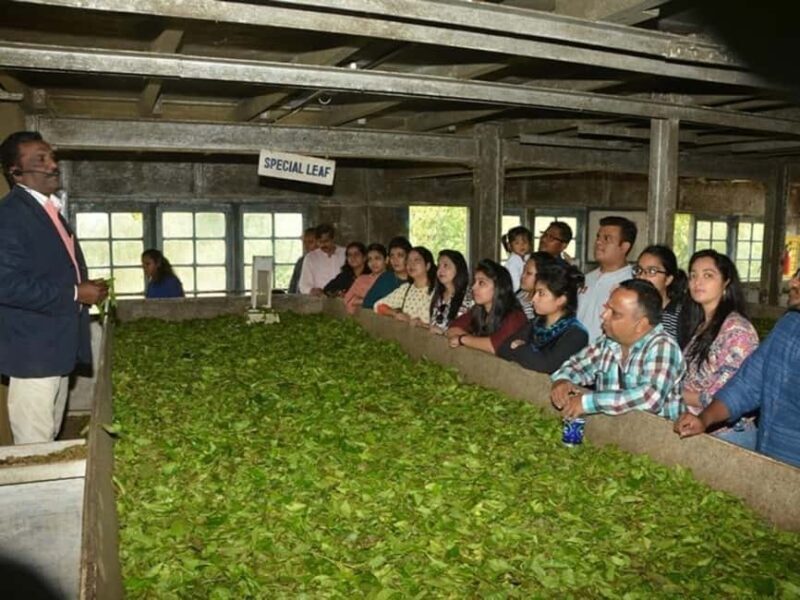 From Munnar: Tea Factory, Plantation, and National Park Tour - Exploring the Best of Munnar: Tea Factory, Plantation, and National Park Tour