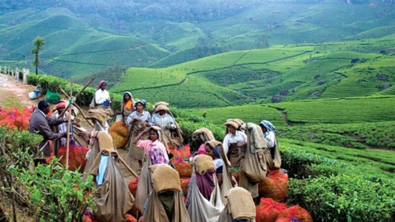 From Munnar: Tea Factory, Plantation, and National Park Tour - Authentic Insights from Visitors