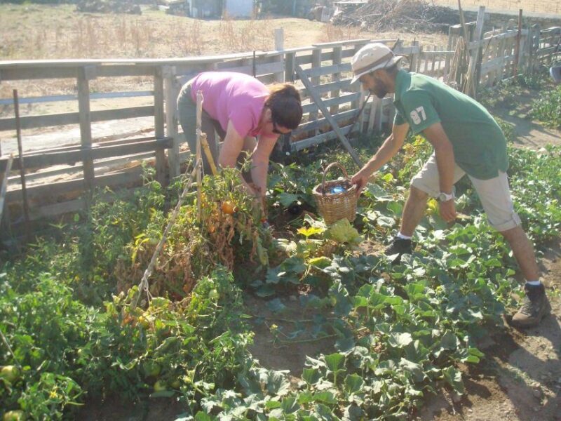 From Mykonos: Ano Mera Farm Tour - The Authentic Experience for Curious Travelers