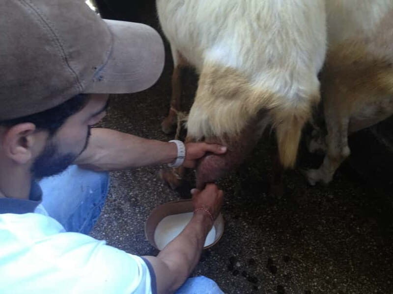 From Mykonos: Ano Mera Farm Tour - FAQs