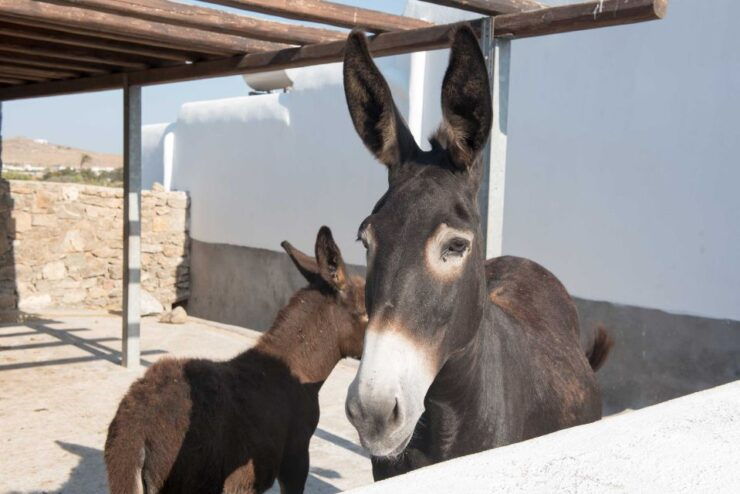 From Mykonos: Ano Mera Farm Tour - Activity Details