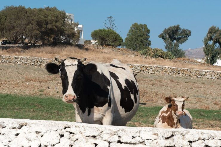 From Mykonos: Ano Mera Farm Tour - Experience Highlights