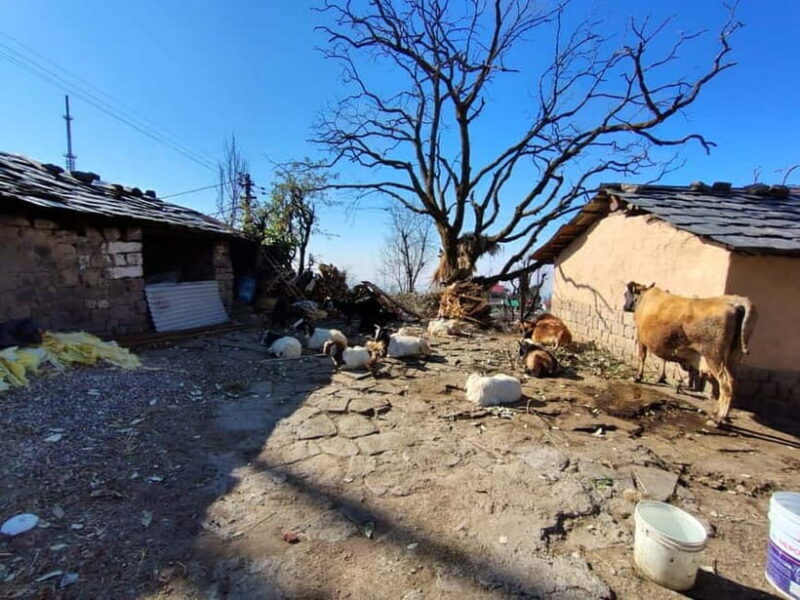 From Naddi: Guided Himalayan Nomad Culture & Nature Walk - Practical Details: What’s Included & What You Need to Know