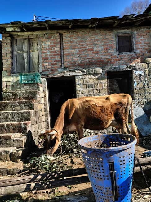 From Naddi: Guided Himalayan Nomad Culture & Nature Walk - Final Thoughts: Is This Tour Worth It?