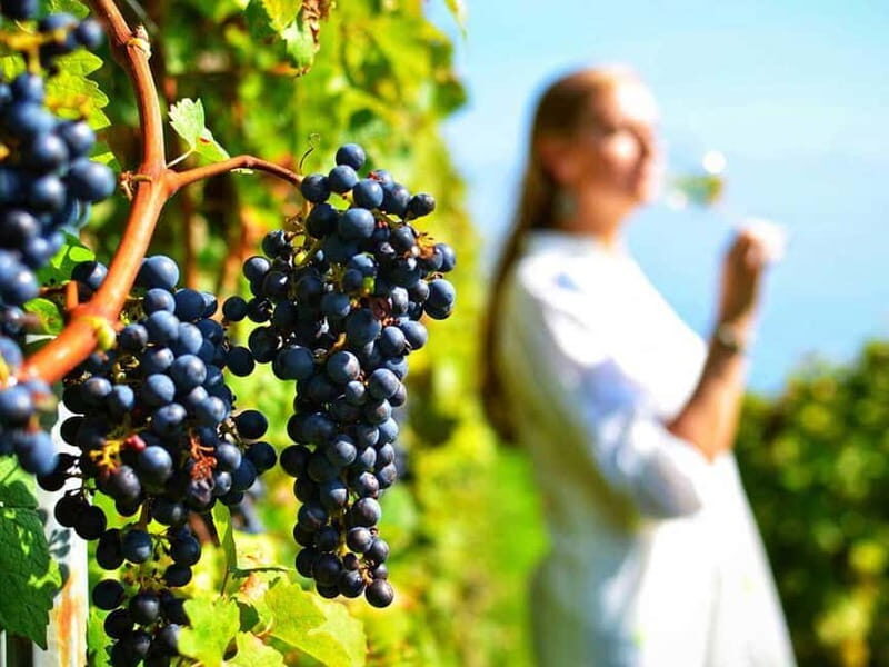 From Nafplio: Nemea, Wine Tasting Tour with Local Flavours - FAQs