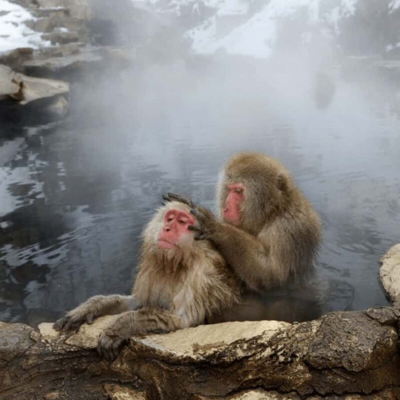 From Nagano & Tokyo: Snow Monkey Park Customise Private Tour - FAQ