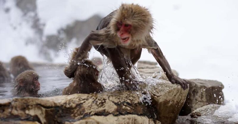 From Nagano & Tokyo: Snow Monkey Private Day Tour Customise - Discovering Japan’s Charm: The Full-Day Tour Experience