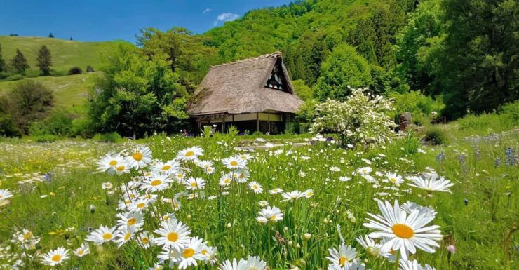 From Nagoya: Hida Takayama and Shirakawa-go UNESCO Day Trip - Itinerary Highlights