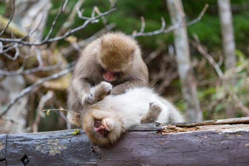 From Nagoya: Kamikochi Guided Hike in the Japanese Alps - FAQs