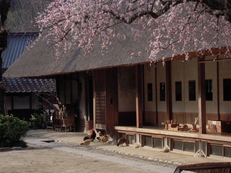 From Nagoya: Korankei Gorge &Toyokawa Inari - Who will get the most from this Aichi day trip