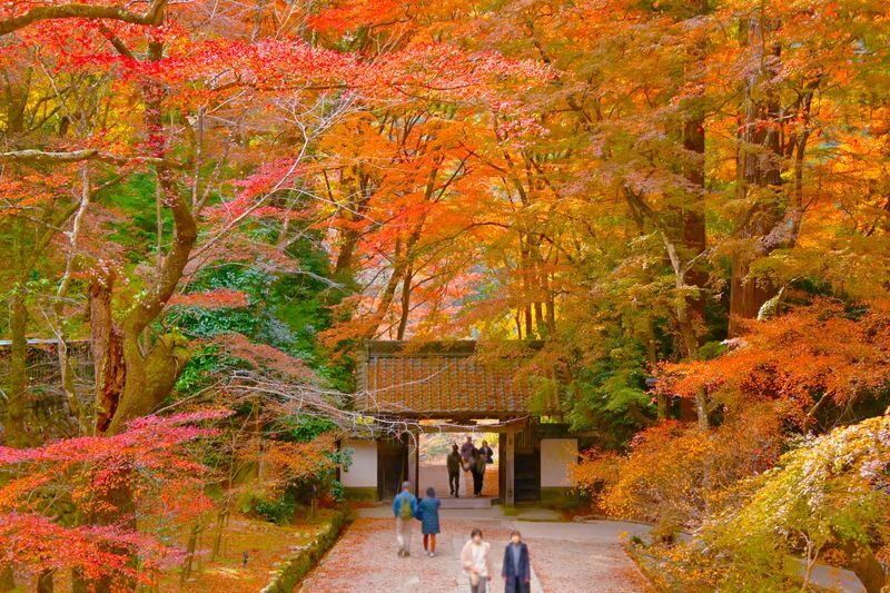 From Nagoya: Korankei Gorge &Toyokawa Inari - Should you book it?
