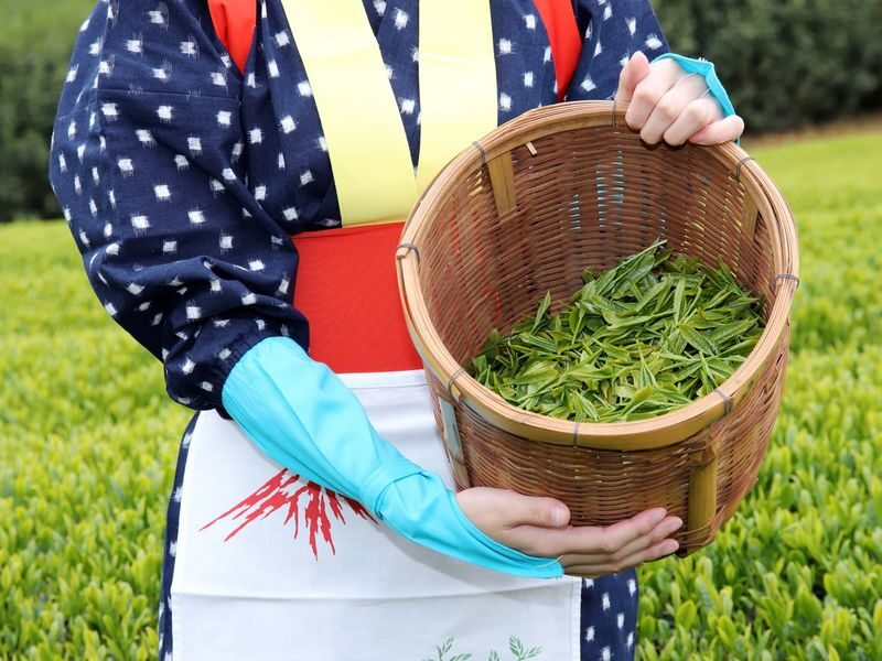 From Nagoya: Wagashi Workshop & Matcha Tea Field Tour - What makes this Nishio day different