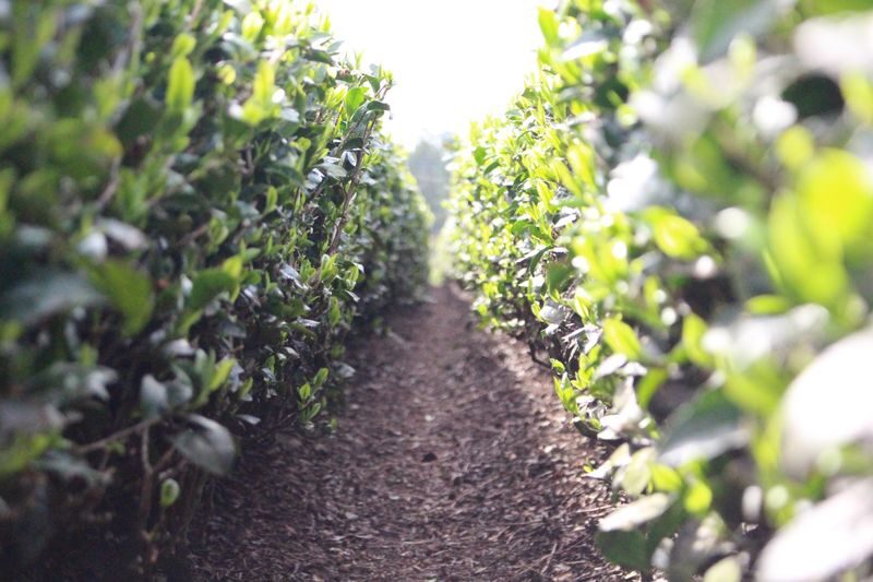 From Nagoya: Wagashi Workshop & Matcha Tea Field Tour - The bus ride and the tea fields