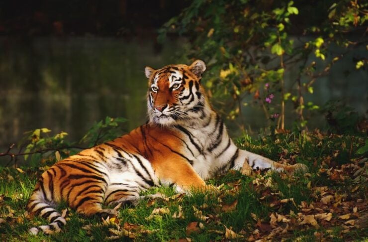 From Nagpur: Pench Wildlife Private Tour With Accommodation - Experience Highlights