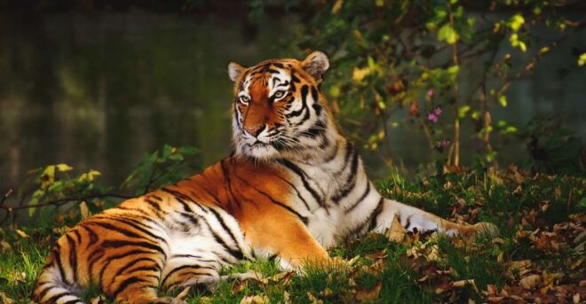 From Nagpur: Pench Wildlife Private Tour With Accommodation - Departure