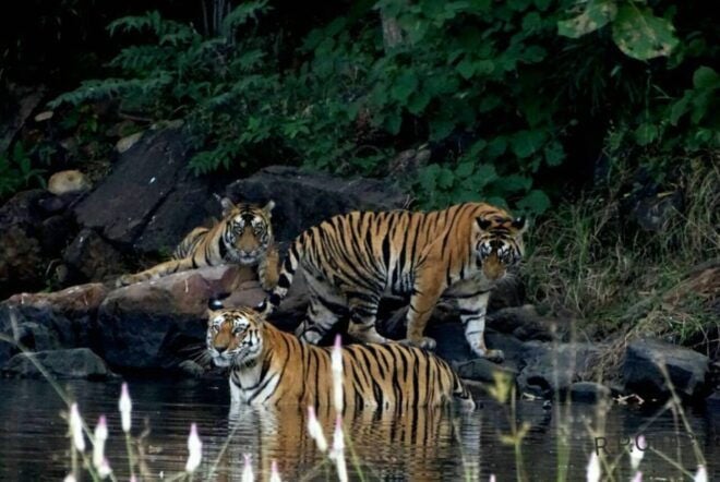 From Nagpur: Pench Wildlife Private Tour With Accommodation - Things to Do in Nagpur