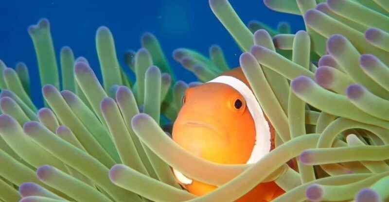 From Naha Scuba Diving Trip in Kerama(for certified divers) - Discovering Kerama: An Underwater Wonderland