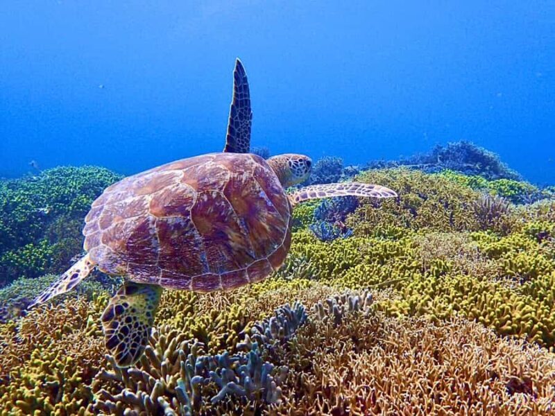 From Naha: Tokashiki Island Turtle Snorkeling Tour - An In-depth Look at the Experience