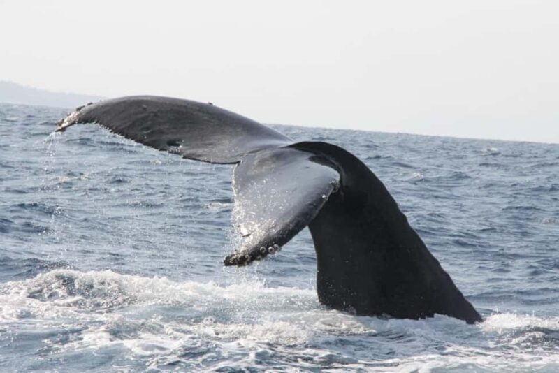 From Naha Whale Watching (Naha city Pickup) English guide - What Makes This Tour Stand Out?