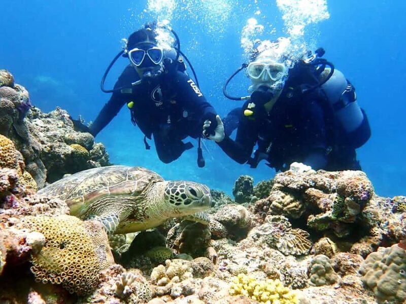 From Naha:Full-Day Kerama Island Experience 1Dive/Snorkeling - The Breakdown: In-Depth Look at the Itinerary and Highlights