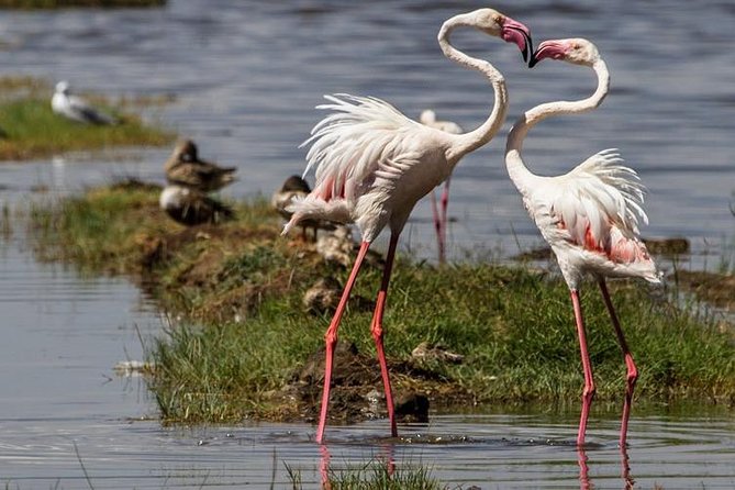 From Nairobi: 4 Days Masai Mara and Lake Nakuru Joining Safari - Safari Experience Highlights