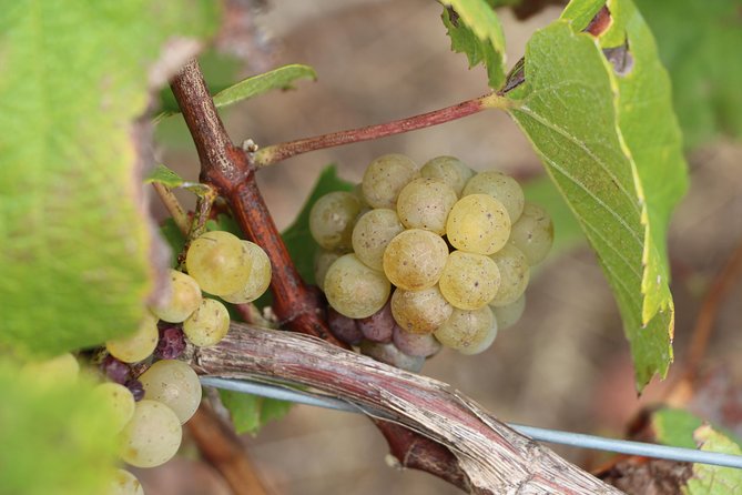 From Nantes - Vineyard of Nantes in Minivan - Half Day - Tour Options and Prices