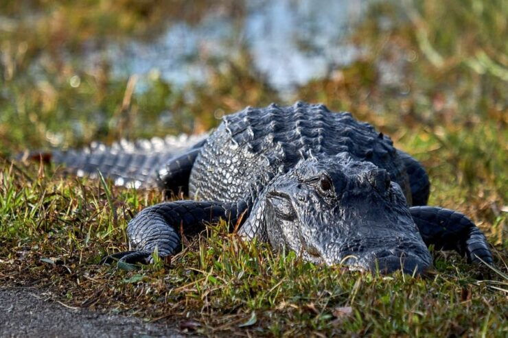 From Naples: 10,000 Islands Boat Trip and Everglades Walk - Wildlife Adventure