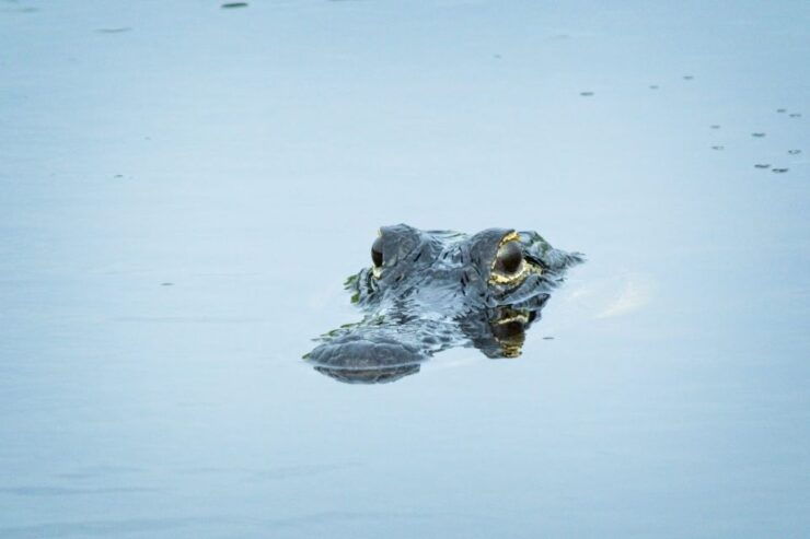 From Naples: 10,000 Islands Boat Trip and Everglades Walk - Hidden Gems and Stories