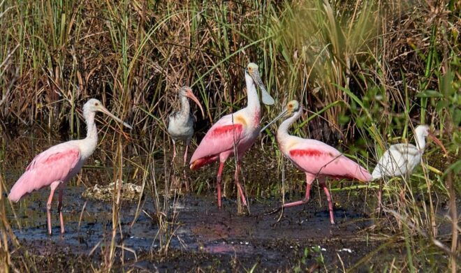 From Naples: 10,000 Islands Boat Trip and Everglades Walk - Additional Recommendations