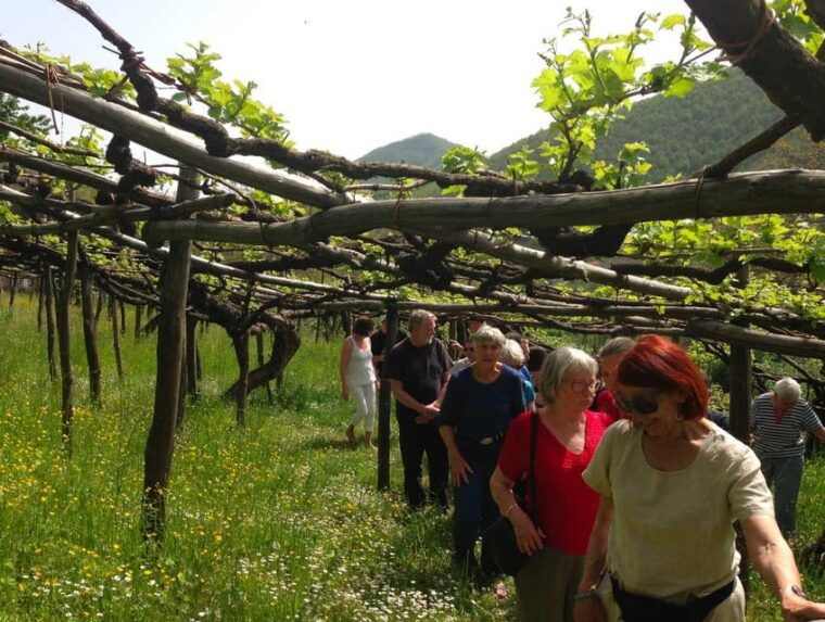 From Naples: Amalfi Coast Tour and Wine Tasting with Lunch - What’s Included and Practical Details