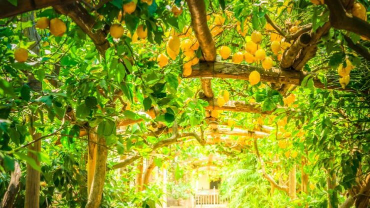 From Naples: Guided Tour by Train in the Sorrento Peninsula - Itinerary Highlights