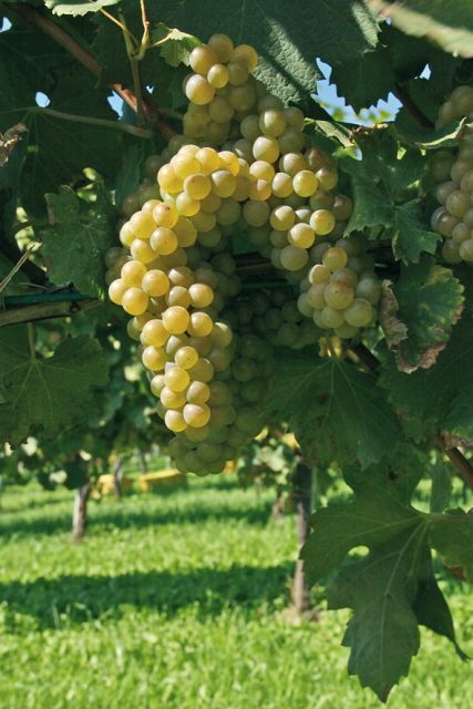 From Naples: Irpinia Wine Tour With 6 Tastings - Good To Know