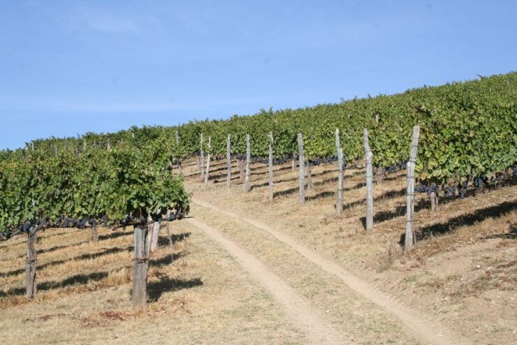 From Naples: Irpinia Wine Tour With 6 Tastings - Tour Duration and Cancellation Policy