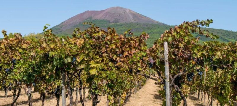 From Naples: Pompeii and Vesuvius Winery Private Tour - Good To Know  