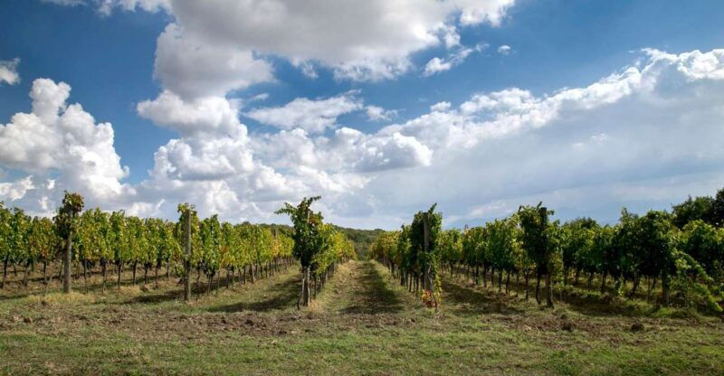 From Naples: wine experience and visit of Fontanarosa - An in-depth look at the experience