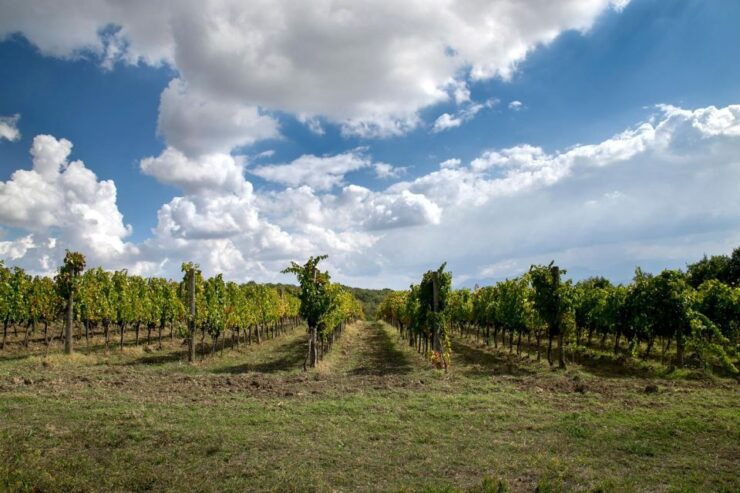 From Naples: Wine Experience and Visit of Fontanarosa - Pickup Details and Cancellation Policy