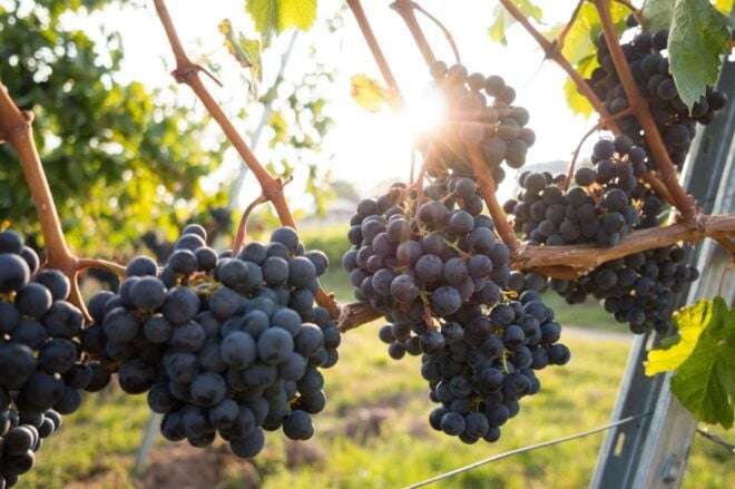 From Naples: Wine Tasting Tour on Vesuvius Volcano - Review Summary