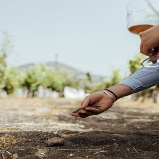 From Naples: Wine Tasting Tour on Vesuvius Volcano - Customer Reviews