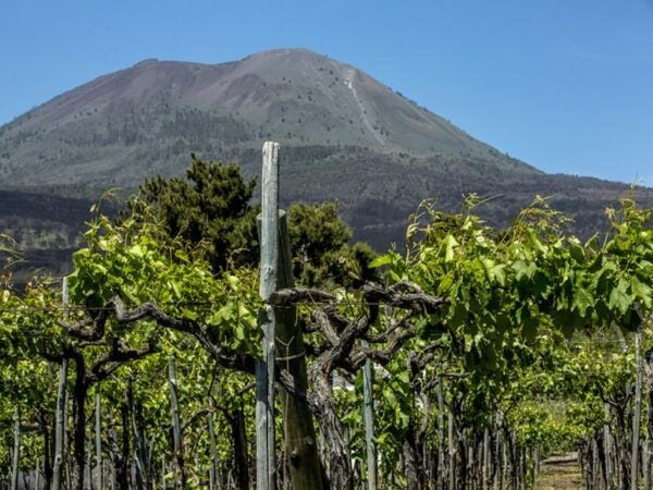From Naples: Wine Tasting Tour on Vesuvius Volcano - Common Questions