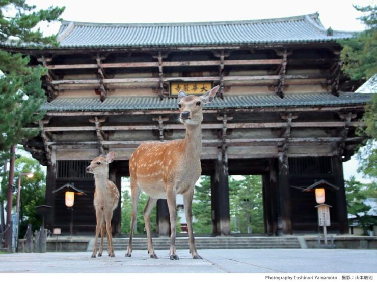 From Nara:Half-Day Bus Tour to UNESCO Heritage&Mt. Wakakusa - Good To Know