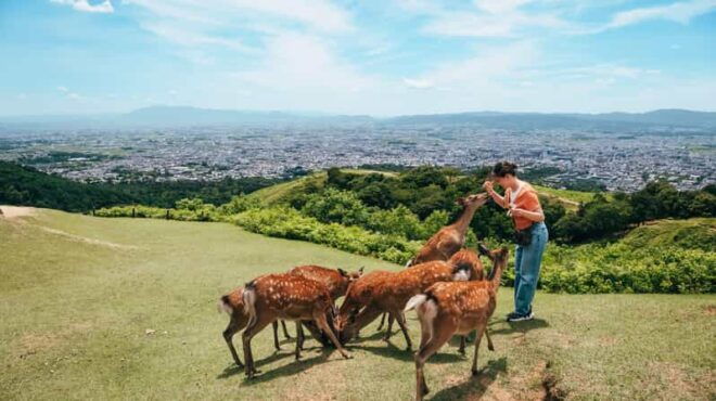 From Nara:Half-Day Bus Tour to UNESCO Heritage&Mt. Wakakusa - Detailed Itinerary
