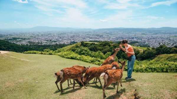 From Nara:Half-Day Bus Tour to UNESCO Heritage&Mt. Wakakusa - Frequently Asked Questions