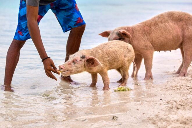 From Nassau: Exuma Swimming Pigs, Sharks and More - Review Summary