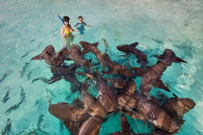 From Nassau: Exuma Swimming Pigs, Sharks and More - Transportation and Logistics