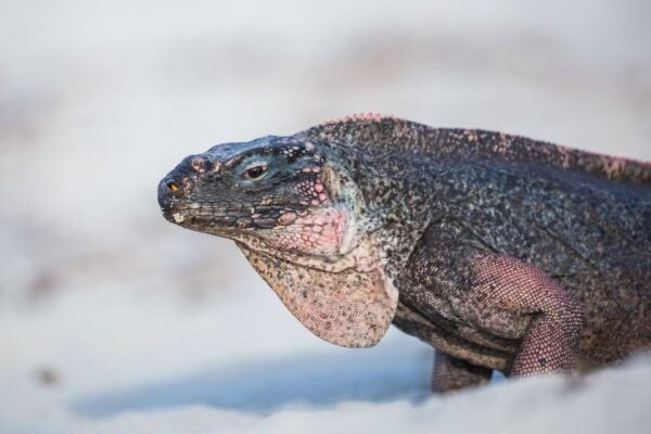 From Nassau: Exuma Swimming Pigs, Sharks and More - The Sum Up