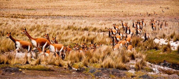 From Nazca Excursion to Pampa Galeras Barbara D'Achille - Flora and Wildlife Spotting